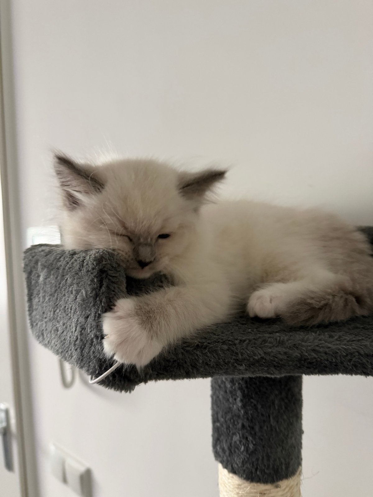 Foto 14 van Mooie Ragdoll kitten (poesje)
