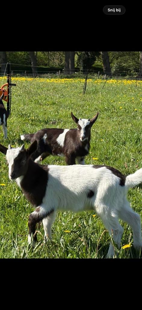 Nederlandse bonte geiten- lammeren, Dieren en Toebehoren, Meerdere dieren, Geit, 0 tot 2 jaar
