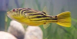 Fahaka kogelvis (Tetraodon lineatus) 20 cm, Vis