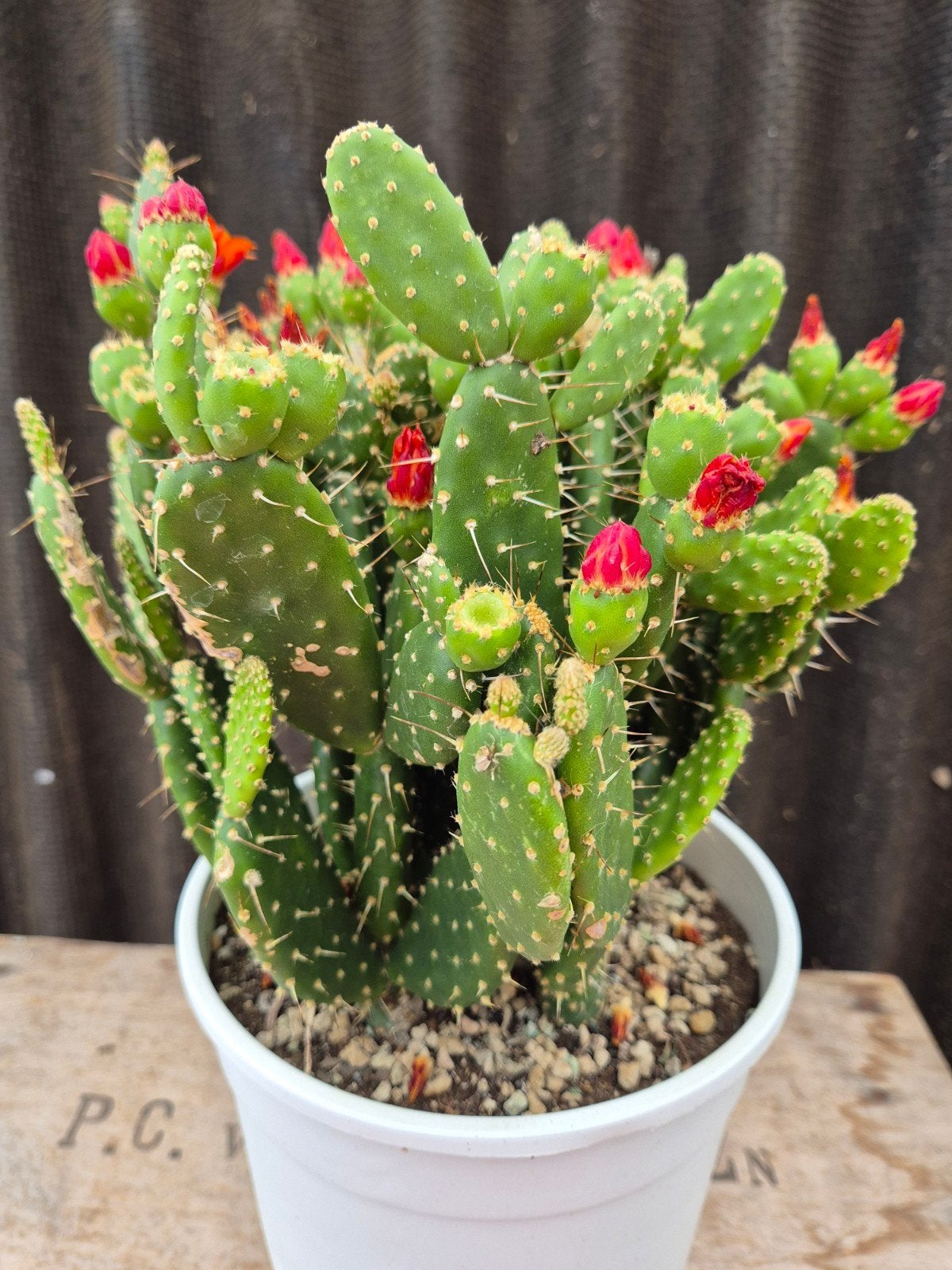 Opuntia Quitensis XXL p19 (1), Ophalen of Verzenden, Halfschaduw