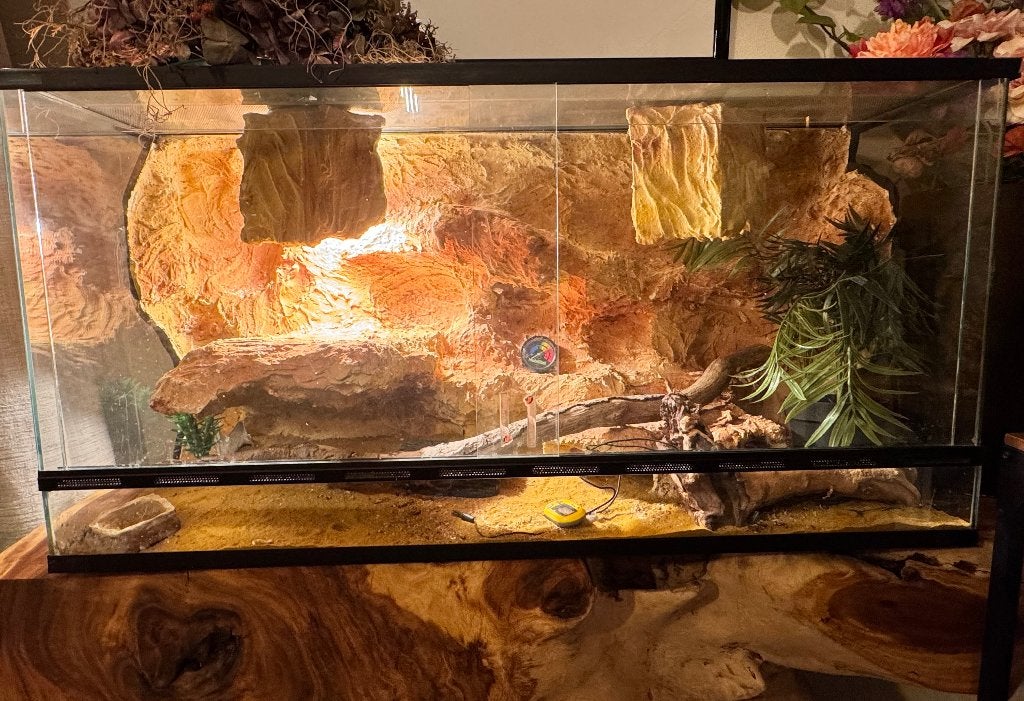 Het prachtige complete terrarium 100LX40BX50H, Dieren en Toebehoren, Reptielen en Amfibieën | Toebehoren, Zo goed als nieuw, Terrarium of Paludarium