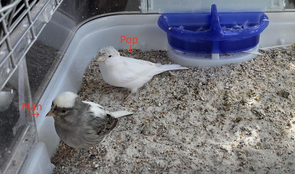 2 Kanaries, Meerdere dieren, Zangkanarie