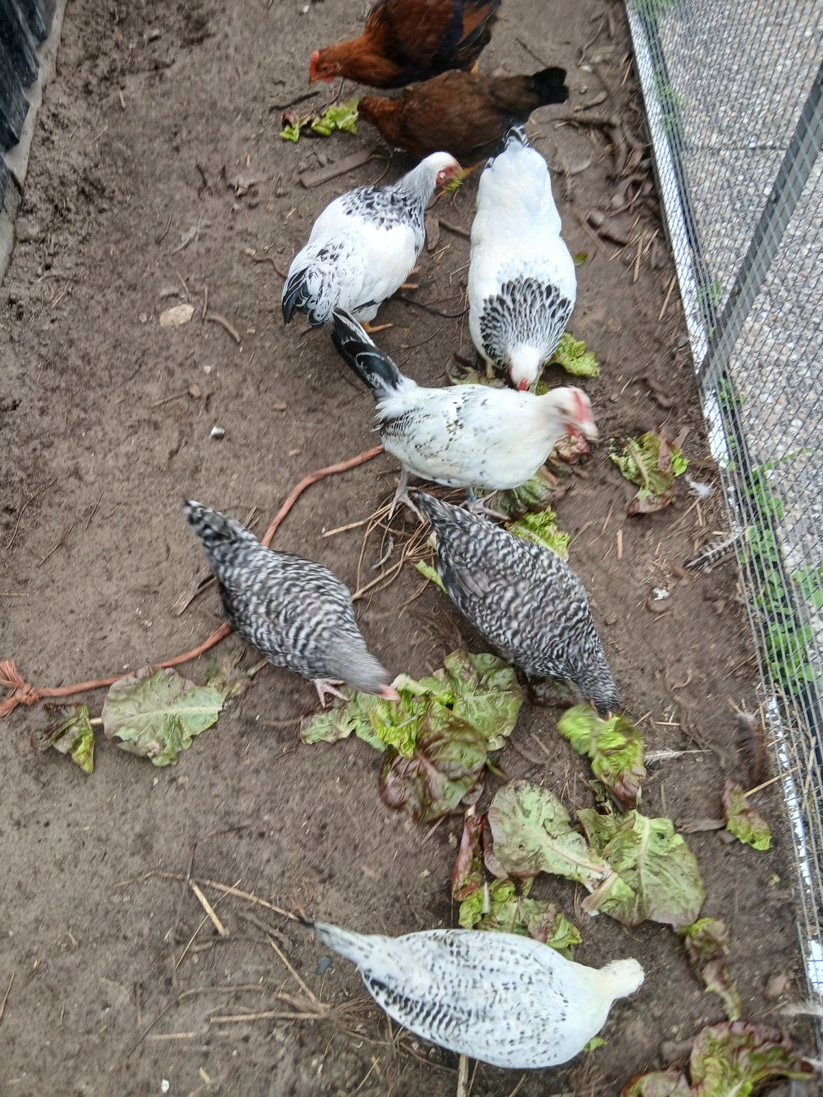 Noordhollandse blauwe krielkippen, Dieren en Toebehoren, Meerdere dieren, Kip