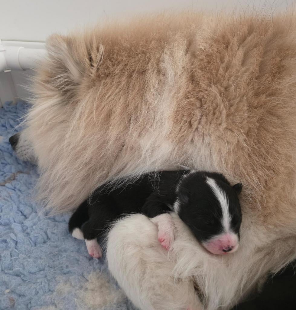 Pups samojeed  met een vleugje kleur, Dieren en Toebehoren, 8 tot 15 weken, Teef, Poolhond, Meerdere