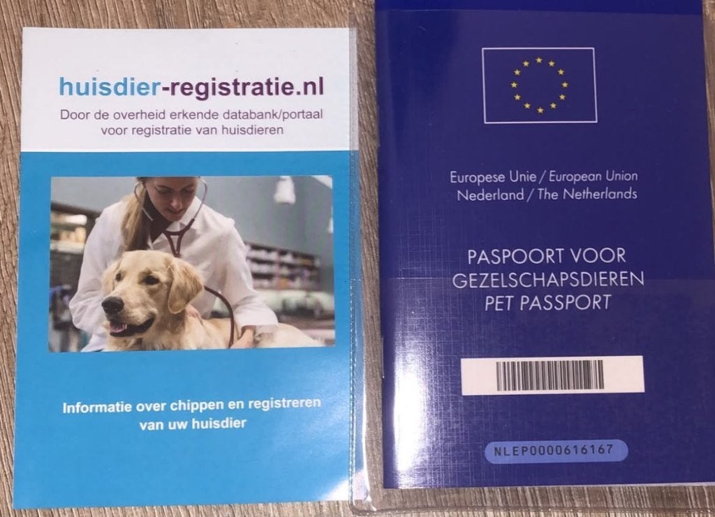 Mooie Gezonde Angora witte kittens te koop, Meerdere dieren, Gechipt, 0 tot 2 jaar