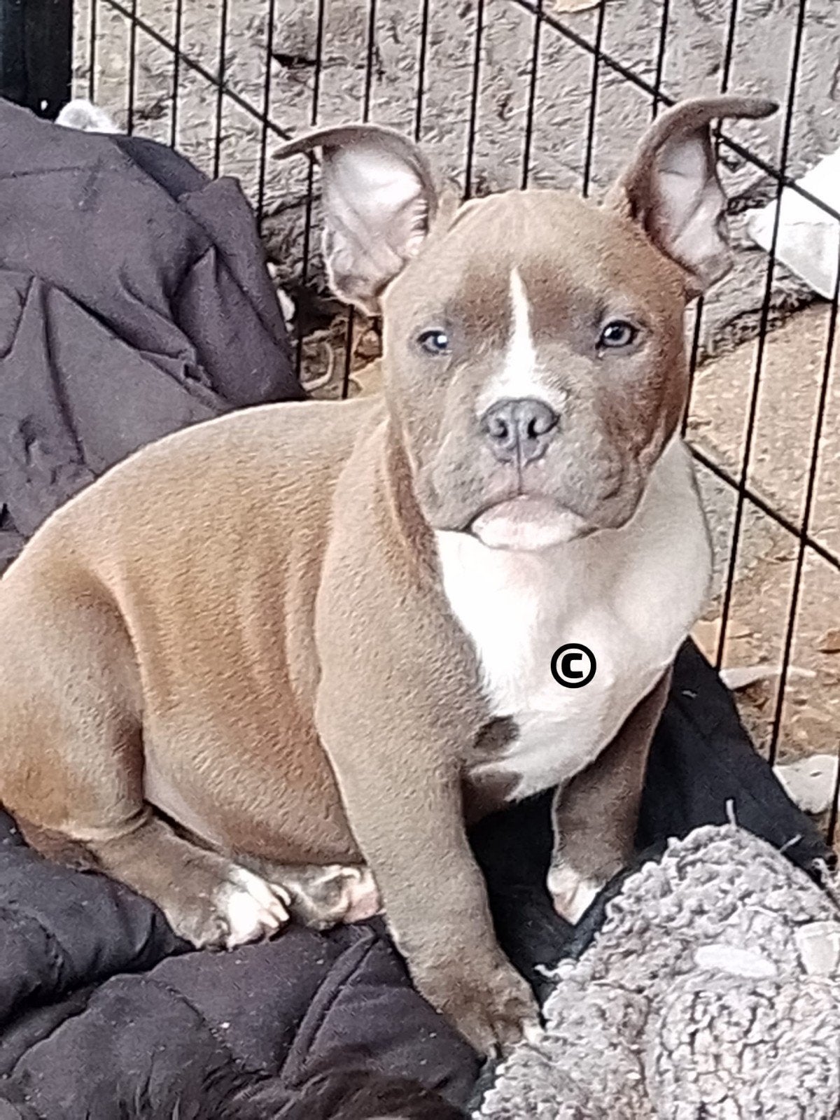 Exotic bully micro/pocket extreem reuen ABKC LIMITED EDITION, Dieren en Toebehoren, 15 weken tot 1 jaar, Overige rassen, Parvo