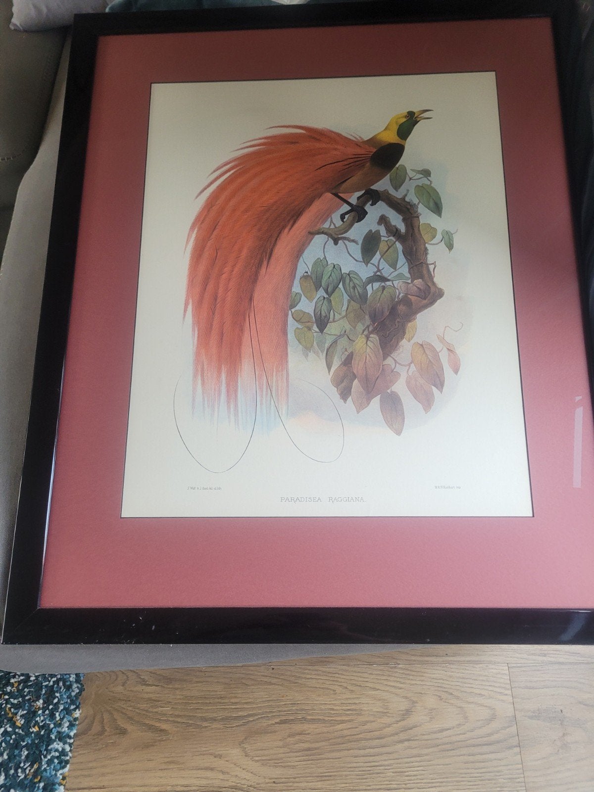 Ingelijste Paradijsvogel Print - Paradisaea Raggiana, Ophalen, Print, Prent, Ingelijst