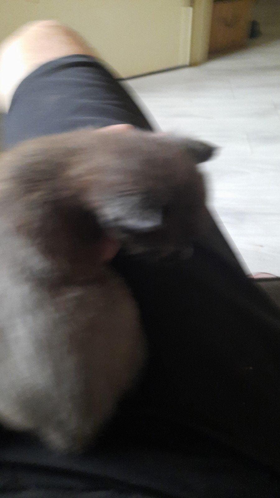 prachtige Turkse angora x bk Bengaal kittens silver black, Meerdere dieren, Ontwormd, 0 tot 2 jaar