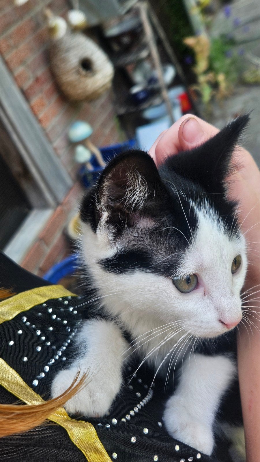 Lieve kittens te koop, Dieren en Toebehoren, Meerdere dieren