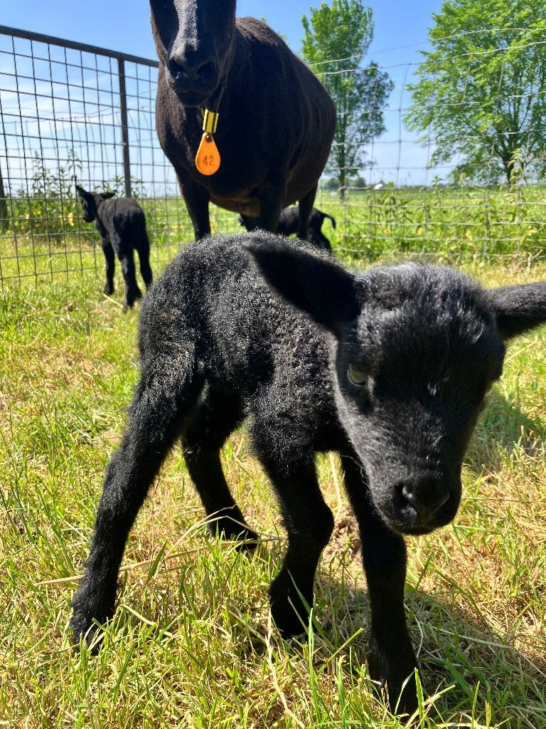 Leplam, fleslam, ooitje, wouterke, Dieren en Toebehoren, Vrouwelijk, Schaap