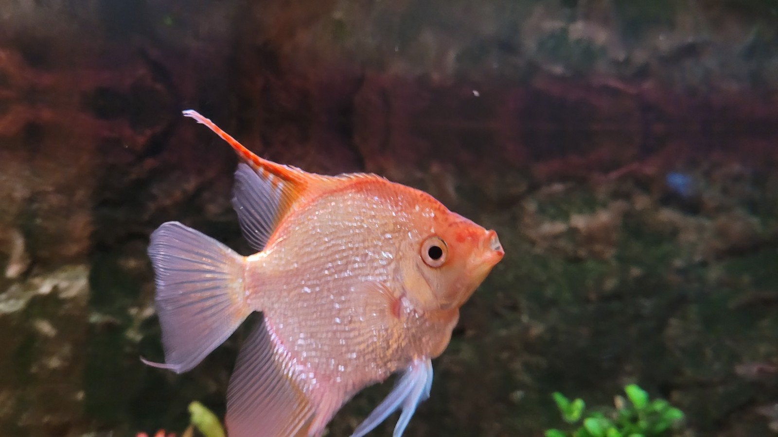 juwel vision 260 compleet met vissen, Ophalen, Gebruikt, Gevuld zoetwateraquarium, Inclusief vissen