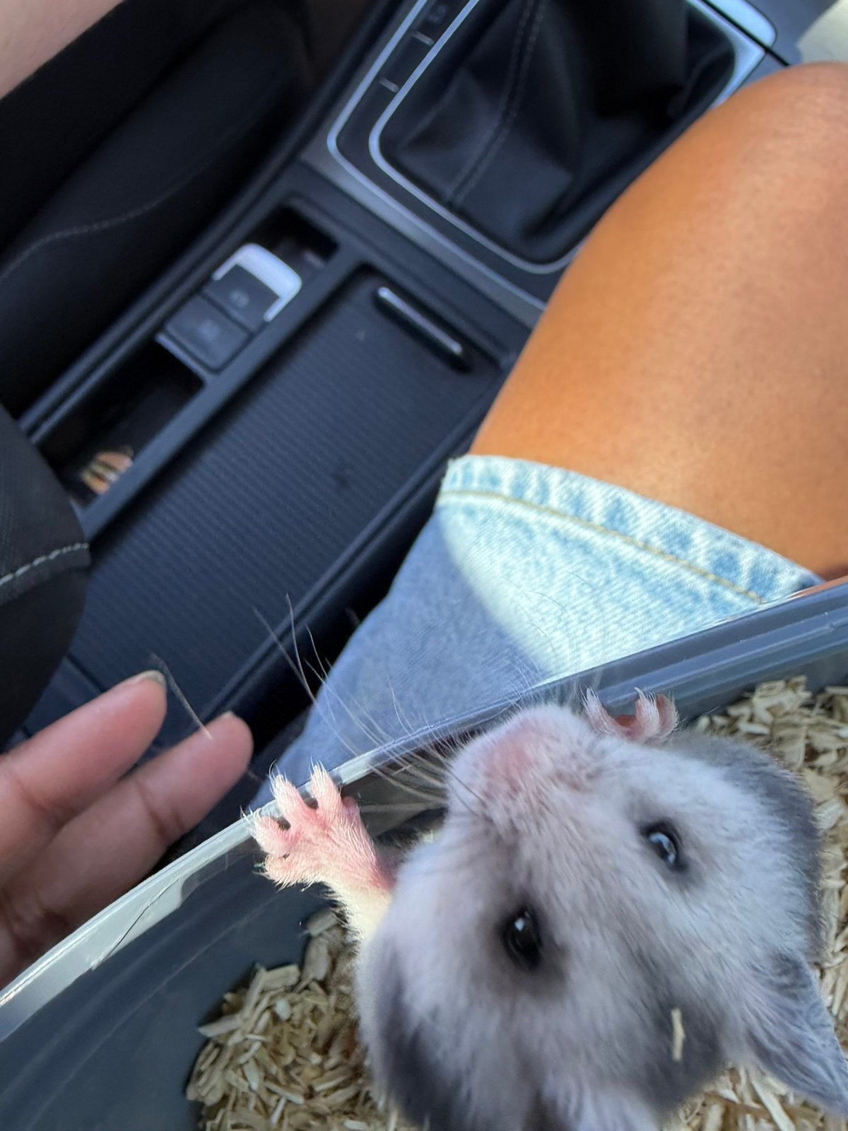 Baby hamsters, Dieren en Toebehoren, Knaagdieren, Hamster, Juli, Vrouwelijk, Tam