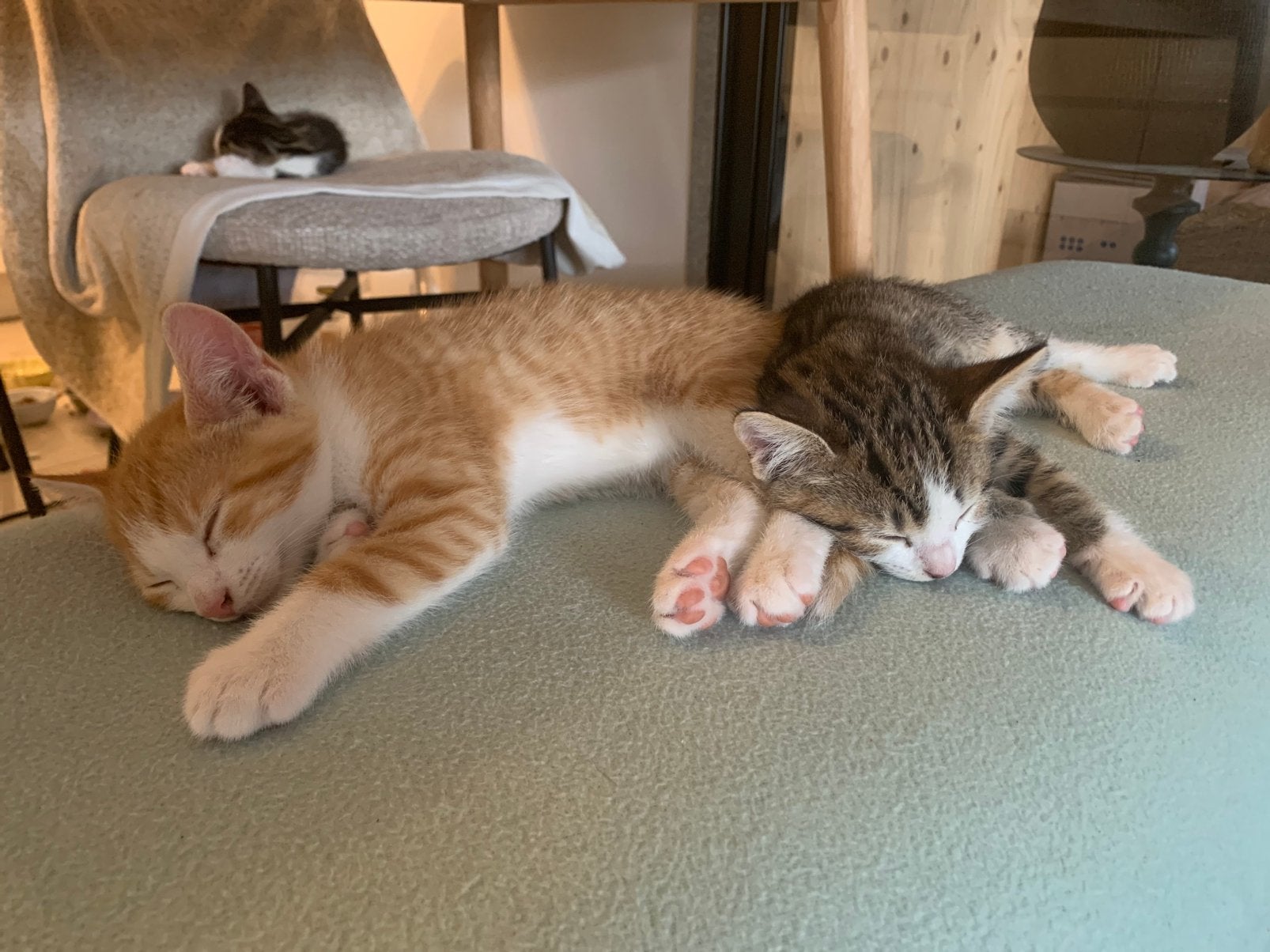 Gezelligheid in huis - super lieve prachtige kittens, Dieren en Toebehoren, Katten en Kittens | Raskatten | Korthaar, Meerdere dieren