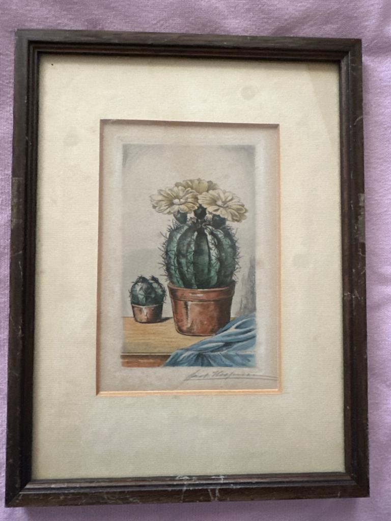 Vintage ingelijste cactus print - 't Huysche Permerend, Ophalen