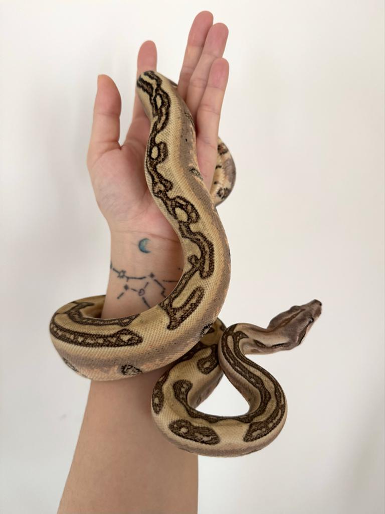 Boa 0.1 Labyrinth dh VPI Blood 2024, Slang, 0 tot 2 jaar