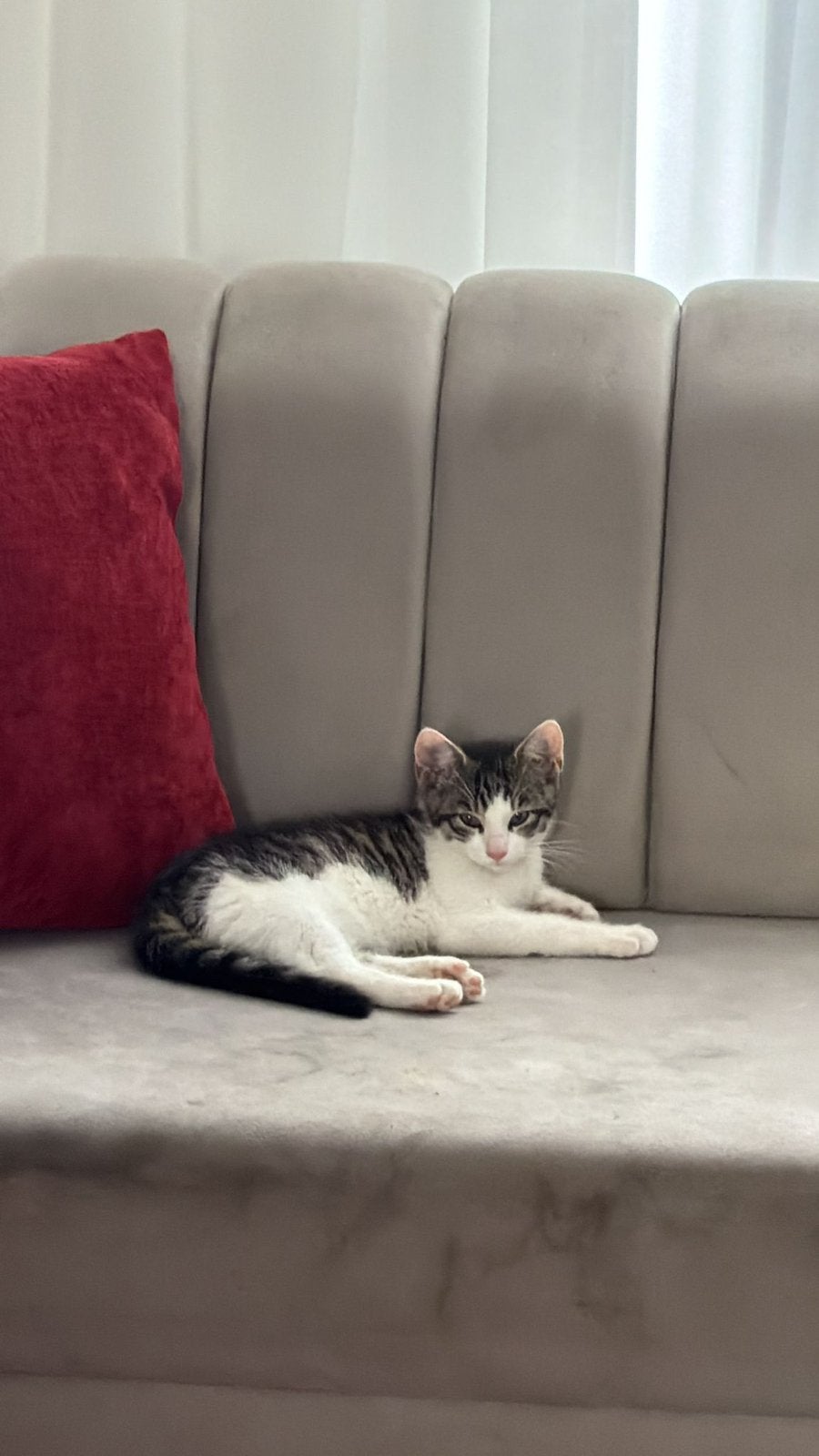 Kitten 4 maanden oud met alles, Dieren en Toebehoren, Katten en Kittens | Overige Katten, Poes