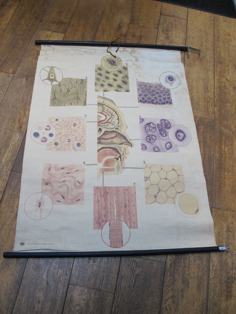 antieke schoolkaart wandkaart, Ophalen of Verzenden, Gebruikt