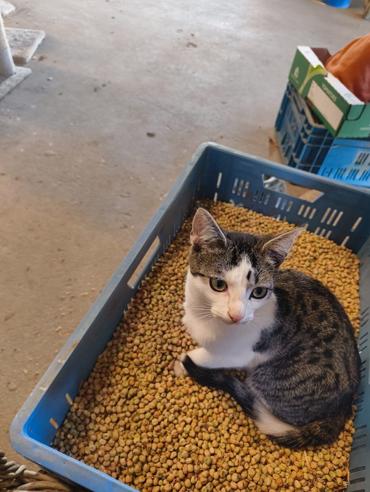 Lieve kitten, Geslacht onbekend, Kortharig, 0 tot 2 jaar