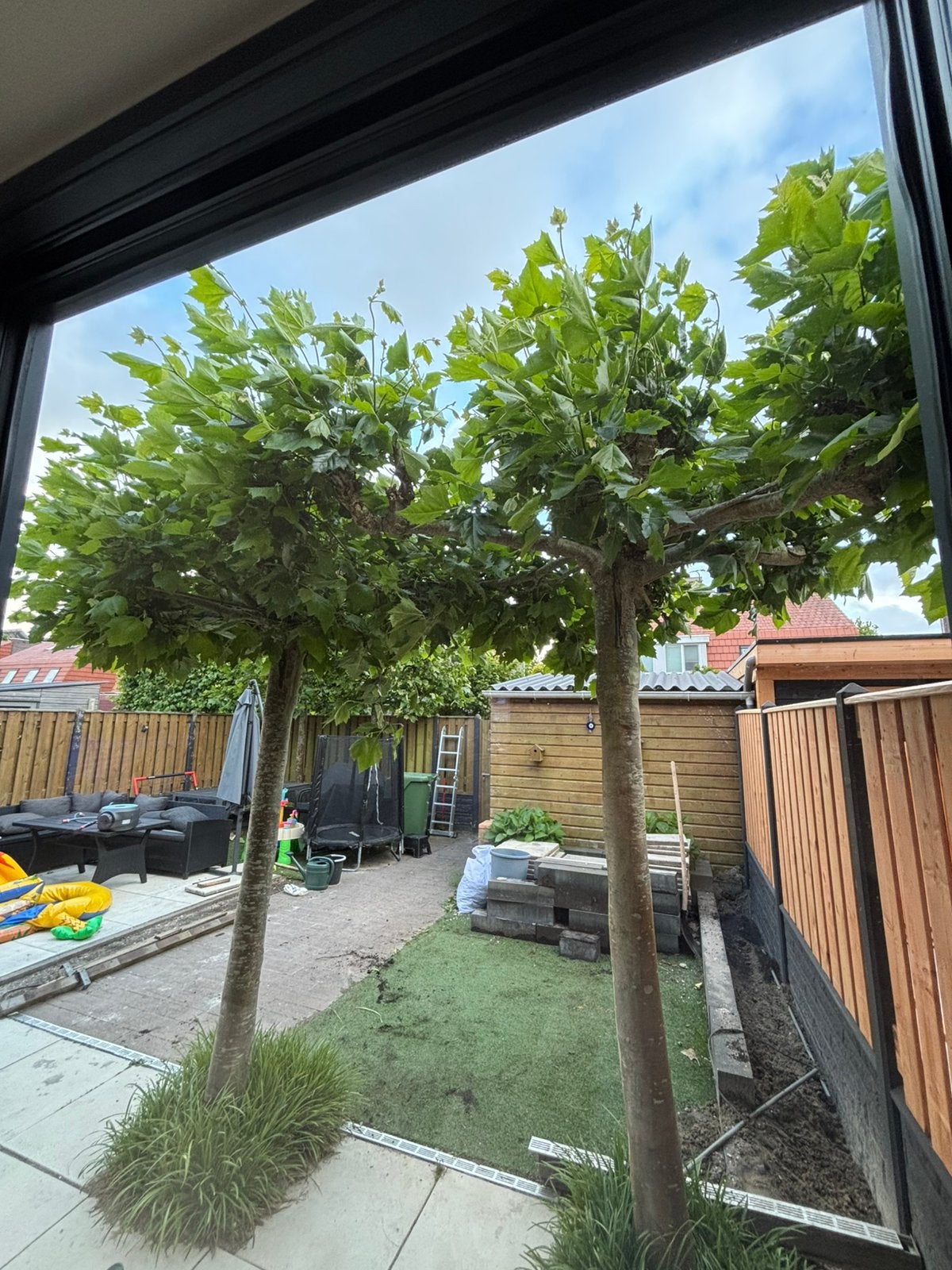 Goed onderhouden dakplatanen, Tuin en Terras, Planten | Bomen, Overige soorten, 250 tot 400 cm, Ophalen