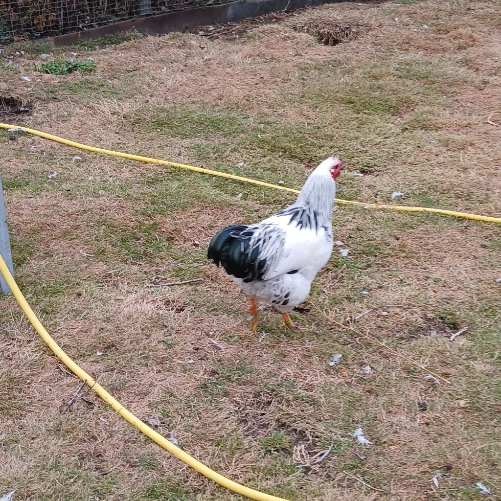 Wyandotte Columbia kriel hanen, Dieren en Toebehoren, Pluimvee, Mannelijk, Kip