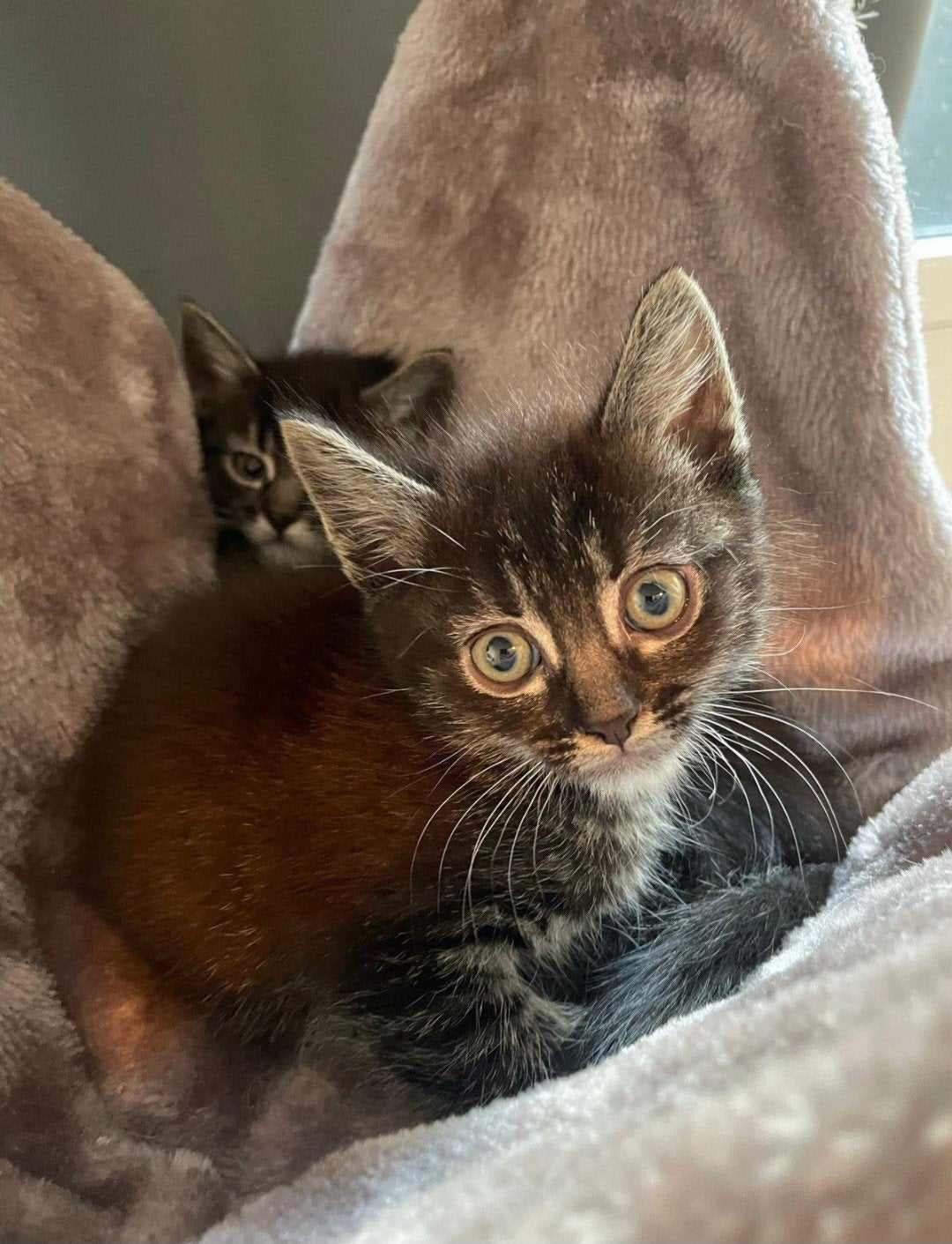 kittens meteen ophalen, Kater