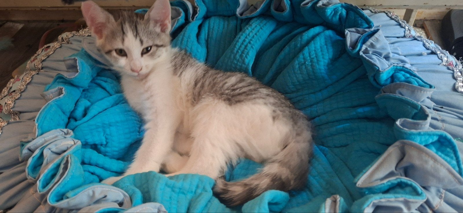 deze lieve kittens mogen naar een nieuw huisje, Meerdere dieren, Kortharig, 0 tot 2 jaar
