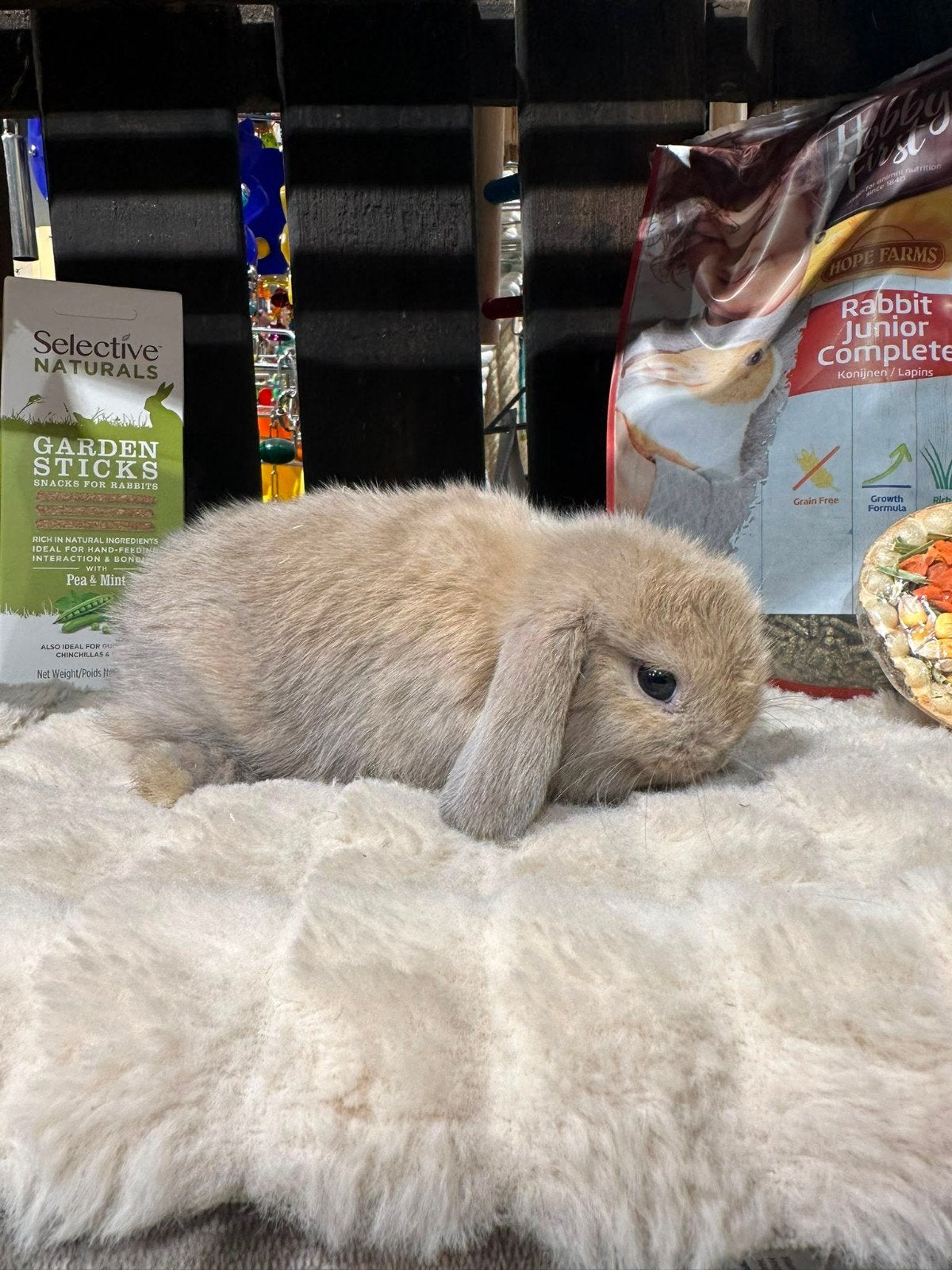 Konijntjes super lief en super tam., Dieren en Toebehoren, Konijnen, Meerdere dieren, Dwerg