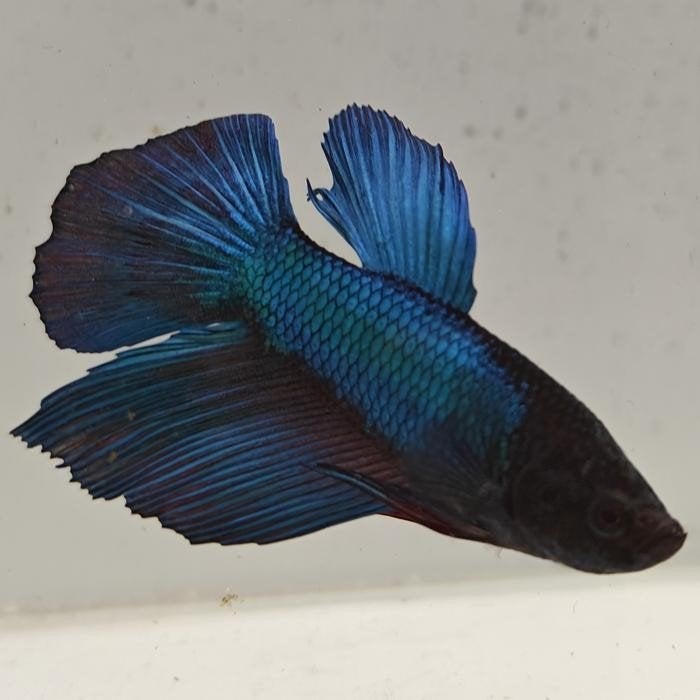 betta splendens man 05, Dieren en Toebehoren, Vis