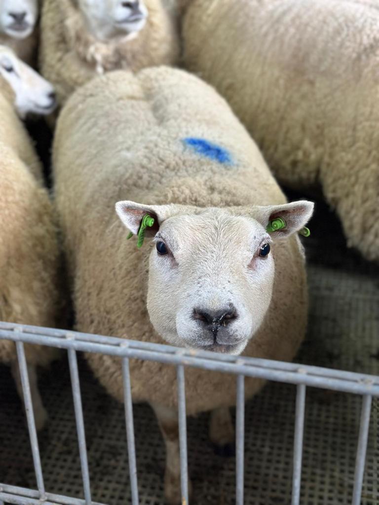 RAMMEN VOOR DE FEEST | OFFERFEEST | EID | LAMMER, Mannelijk, Schaap