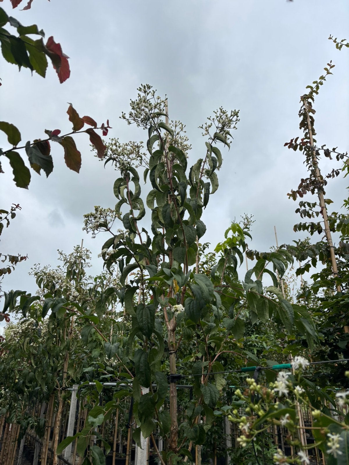 Heptacodium miconioides vanaf €109,99 | Zevenzonenboom, In pot, Halfschaduw, Lente, Overige soorten