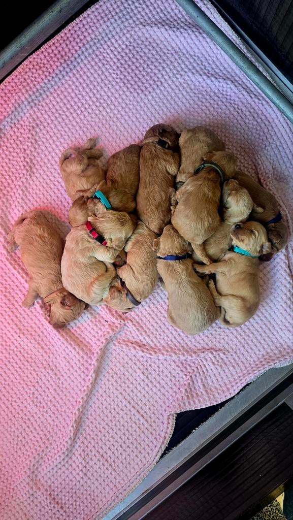 Labradoodle pups medium, Overige rassen, 8 tot 15 weken, Meerdere, Meerdere dieren