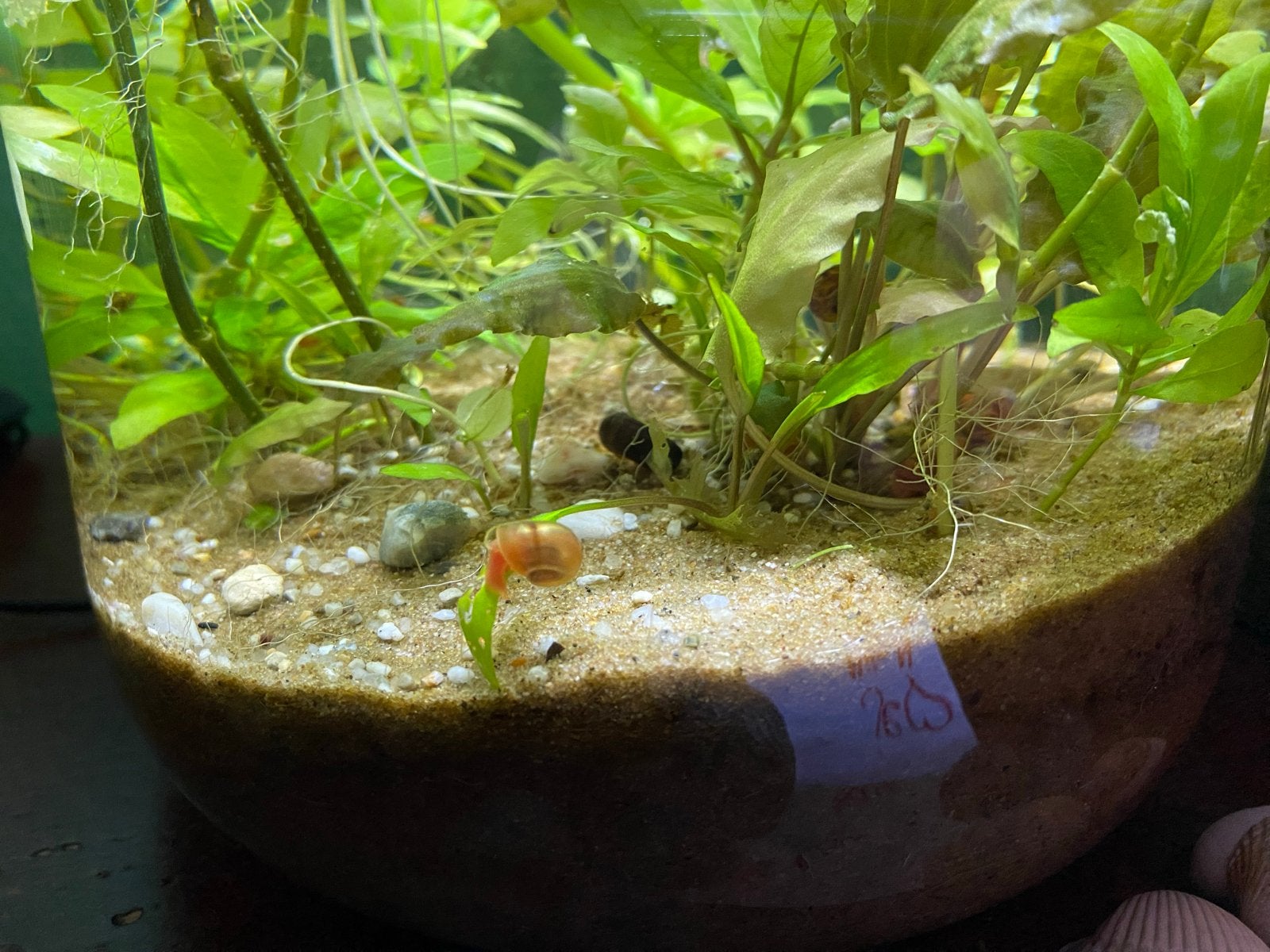 Posthoornslakjes voor aquarium, Vis