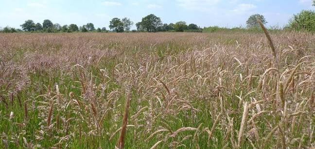 Gezocht gras op stam, Ophalen of Verzenden, Vee