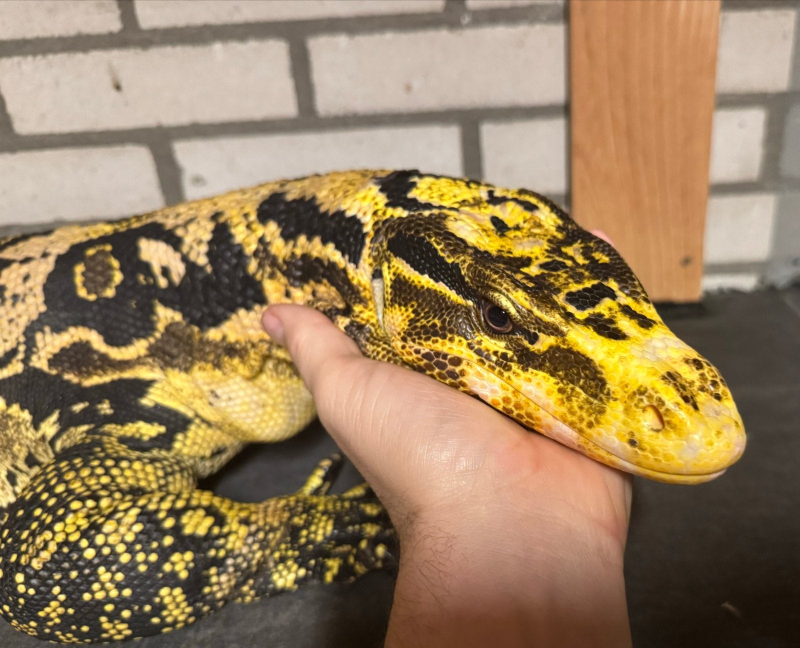 Varanus cumingi man NK 2022, Hagedis, Tam, 3 tot 6 jaar