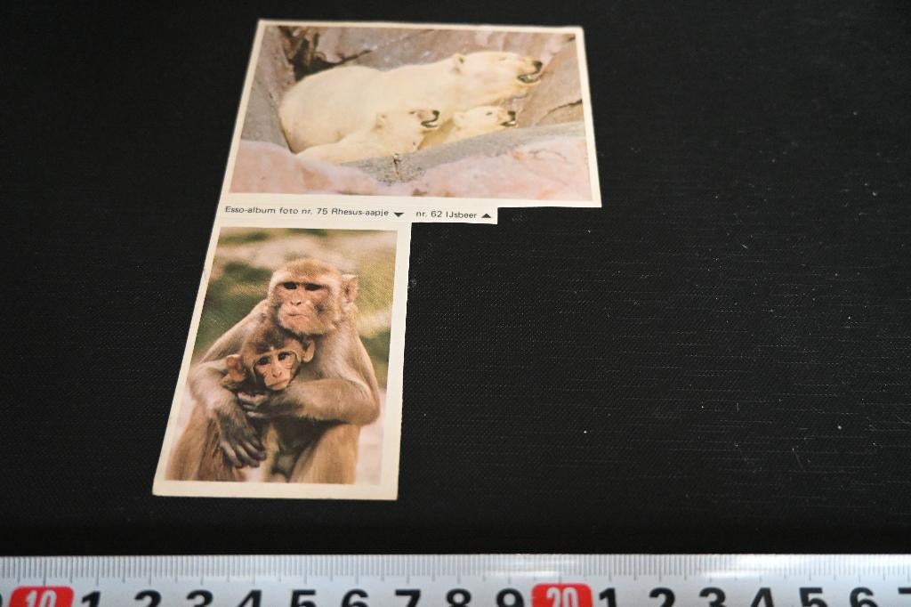 sticker esso album dieren #75 rhesus-aapje #62 ijsbeer, Ophalen, Zo goed als nieuw