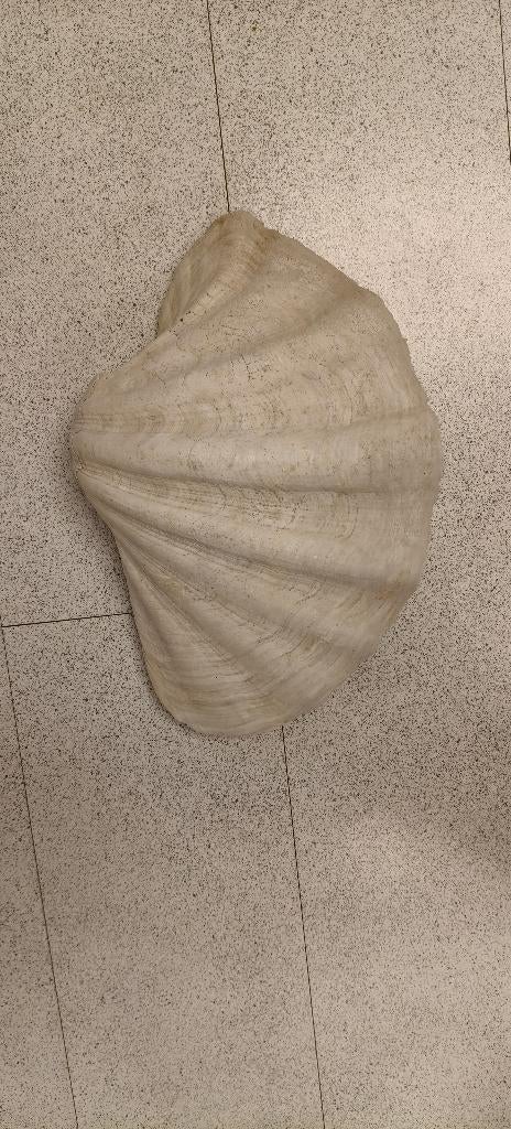 Doopvontschelp 40 centimeter, Verzamelen, Mineralen en Fossielen, Ophalen of Verzenden, Fossiel