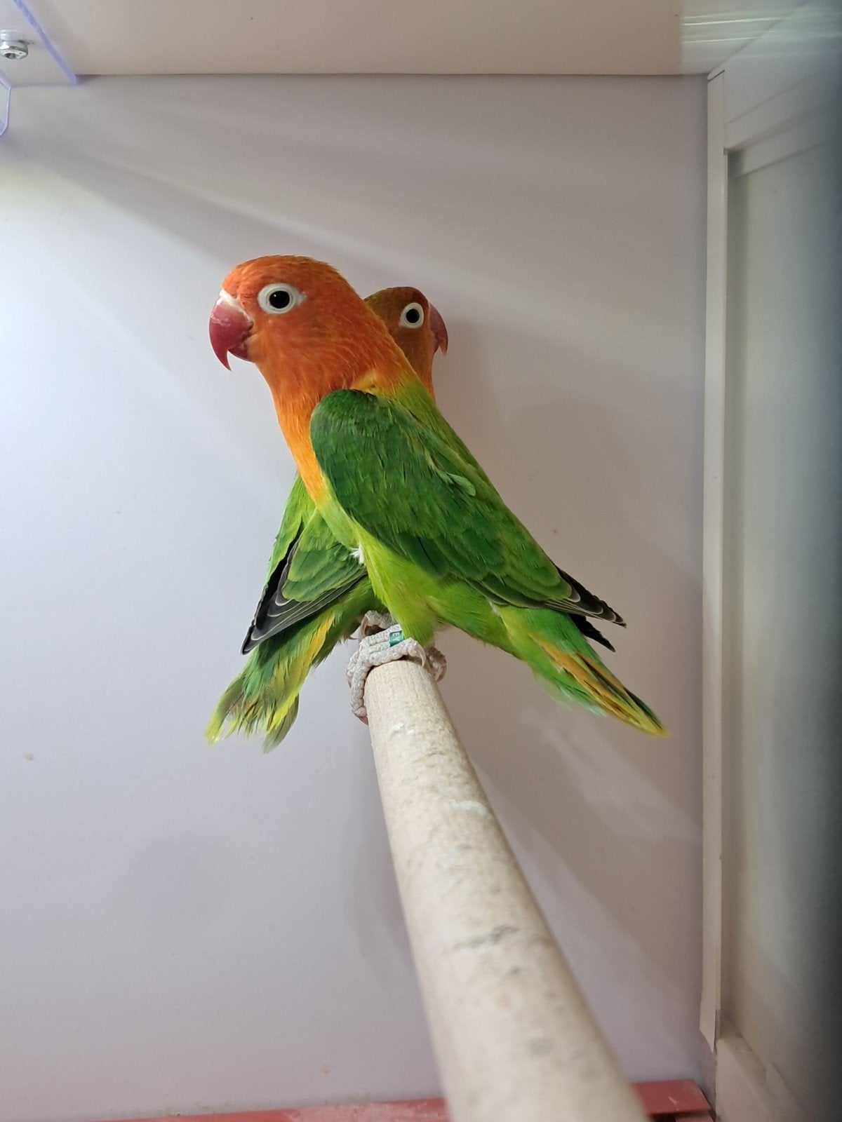 Fischeri, Meerdere dieren, Dwergpapegaai of Agapornis