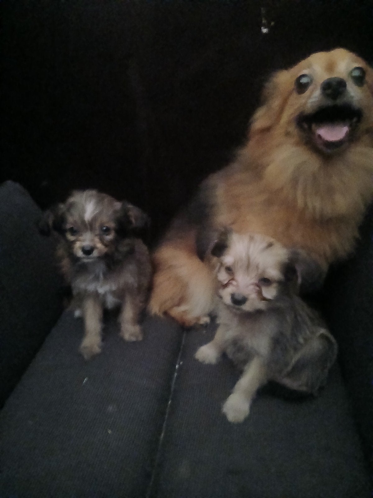 dwergkees x pomeriaan pups, Overige rassen, 8 tot 15 weken, Meerdere, Meerdere dieren