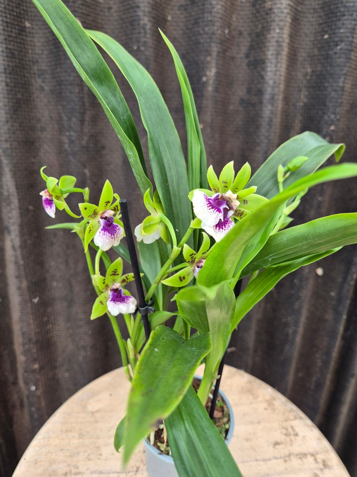Orchidee p9 (12), Ophalen of Verzenden, Minder dan 100 cm