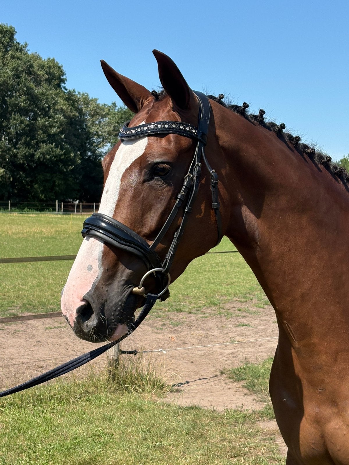 Zeer sympathieke Ster merrie te koop, Dieren en Toebehoren, Paarden, Merrie, Dressuurpaard, 3 tot 6 jaar
