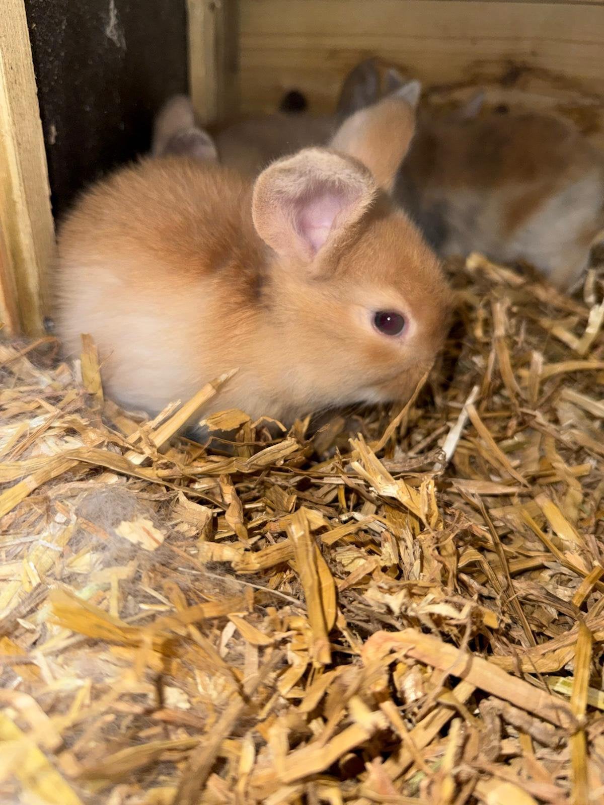 Mooie jonge hangoor dwerg konijntjes. Handtam!, Meerdere dieren, Dwerg, Hangoor