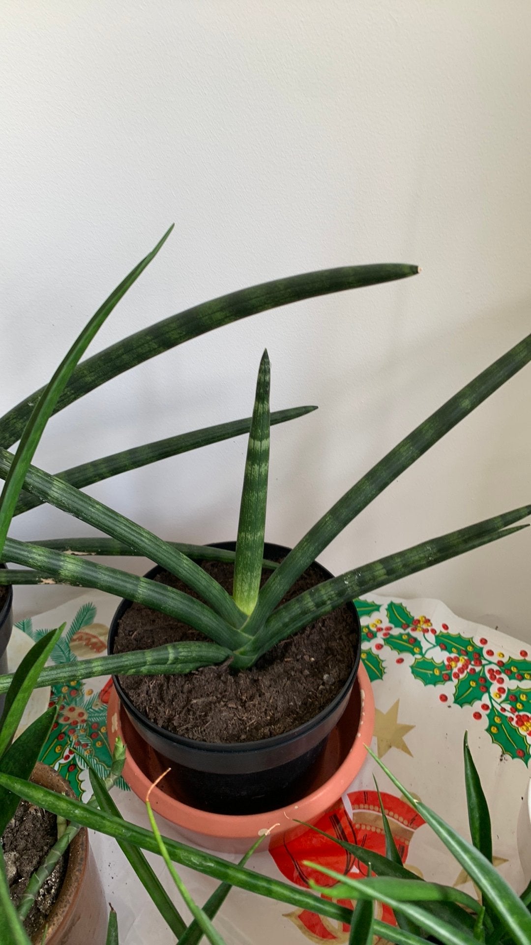 Cactus plant met pot €12, Ophalen, Overige soorten, Volle zon