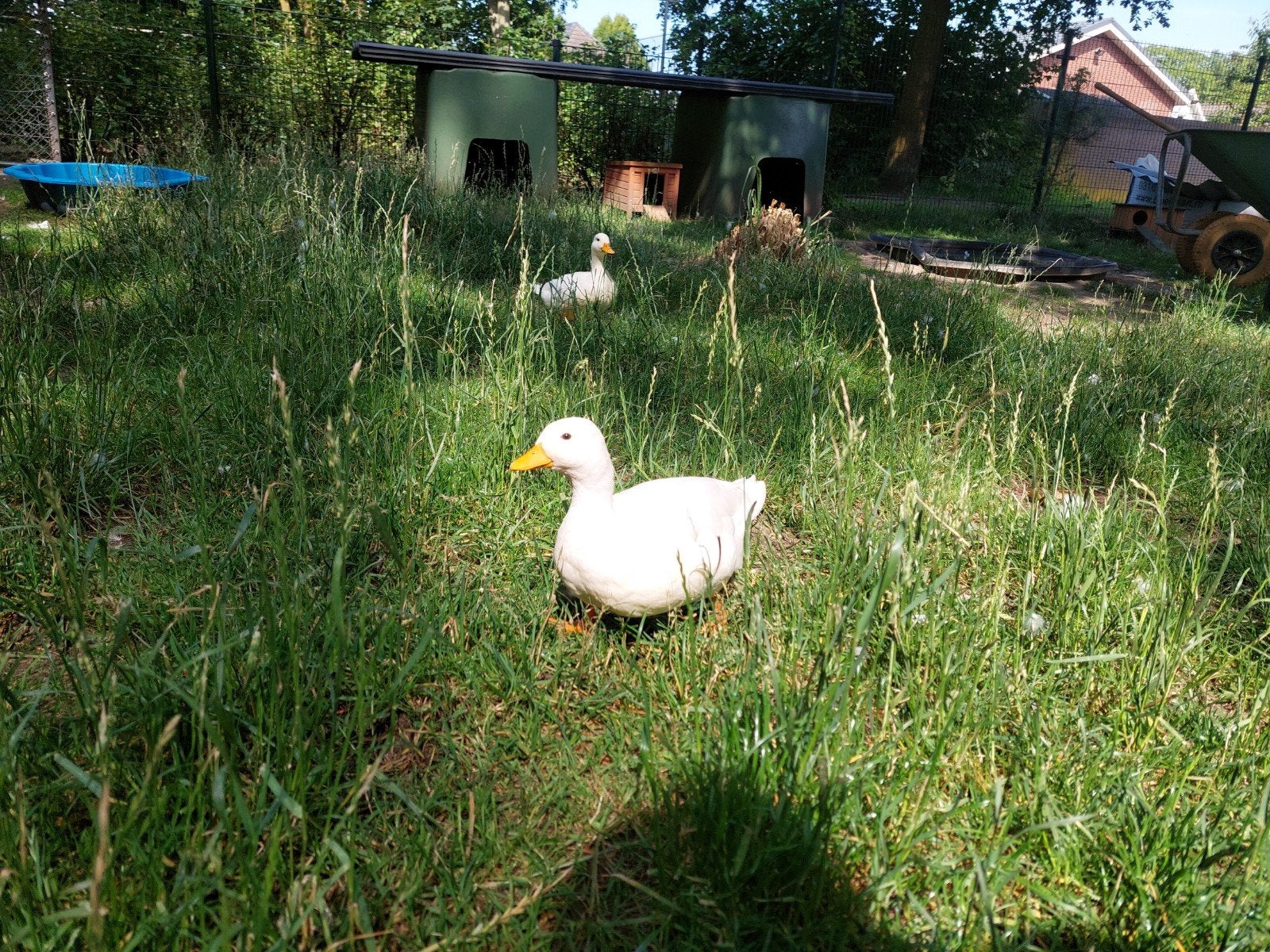 Koppel witte kwakers, Dieren en Toebehoren, Pluimvee, Eend, Meerdere dieren