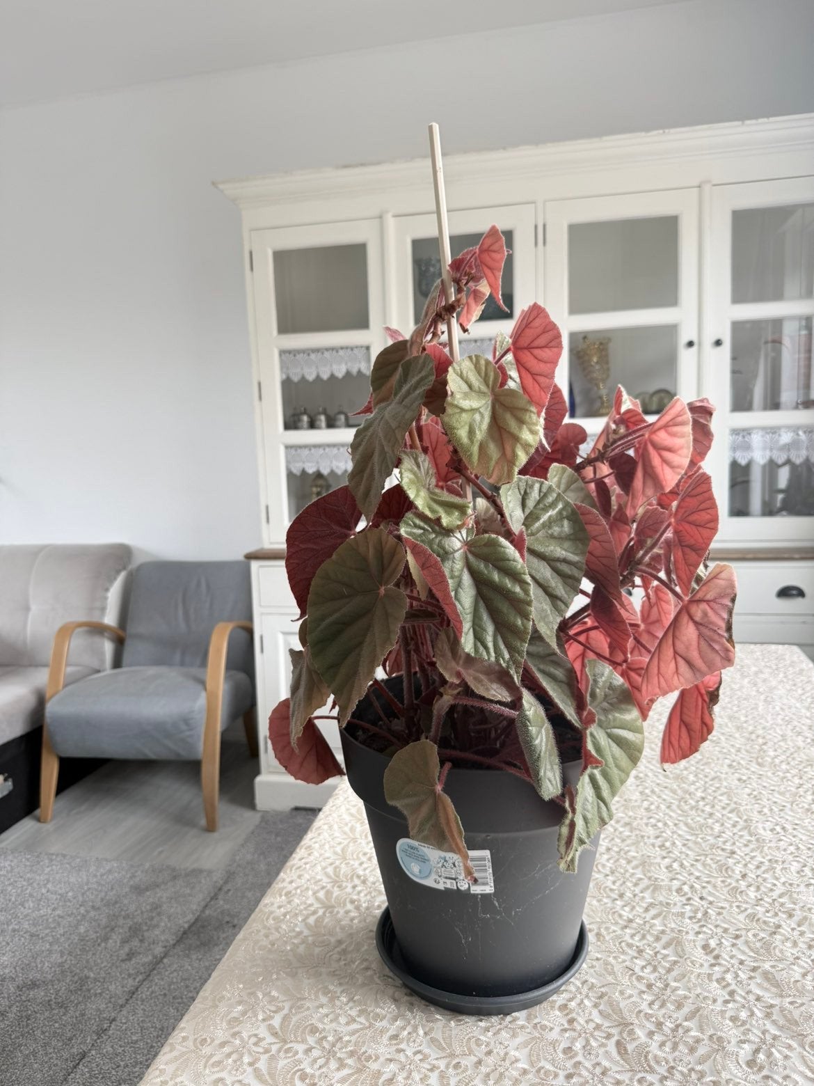 Prachtige Begonia Rex - Kamerplant met unieke bladeren, Tuin en Terras, Vaste plant, Bloeit niet, Halfschaduw, Ophalen