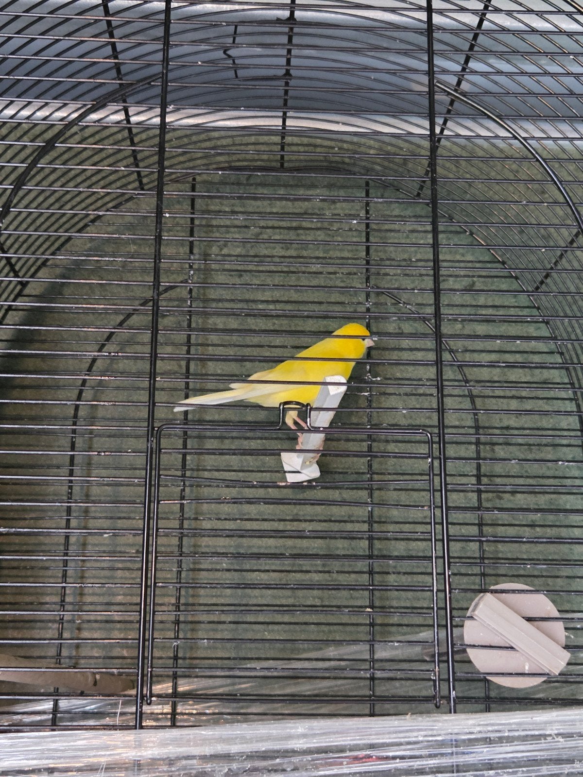 Kanarie, Dieren en Toebehoren, Vogels | Kanaries, Mannelijk, Zangkanarie