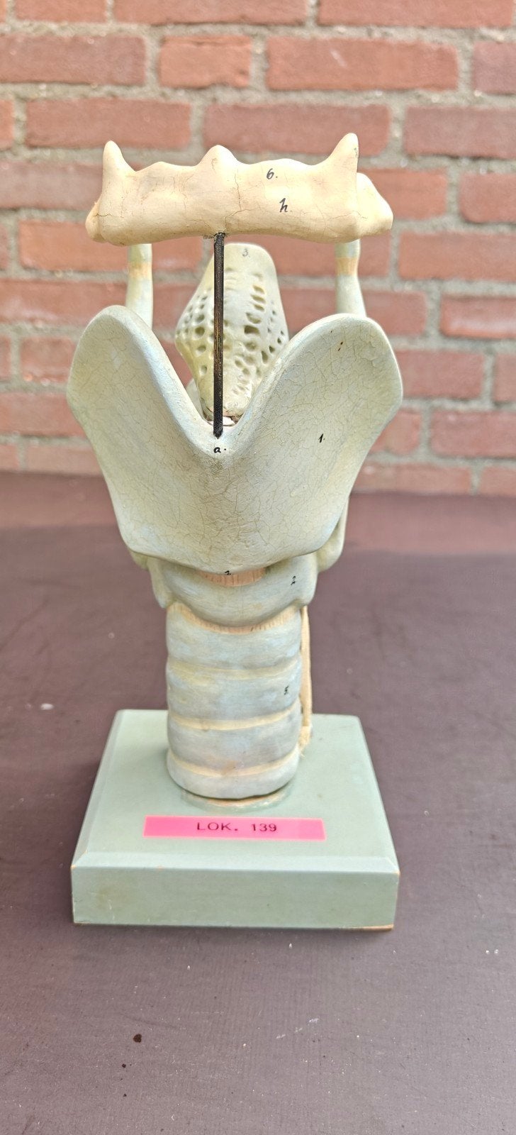 Vintage anatomisch model strottenhoofd, Ophalen of Verzenden