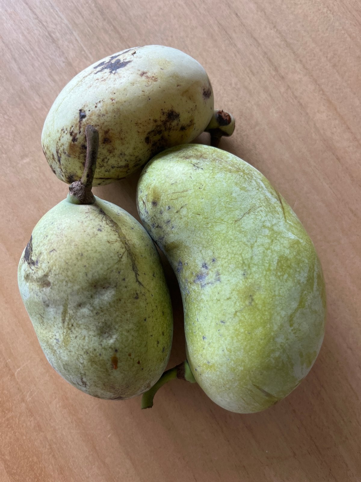 Verse Pawpaw Vruchten - Exotisch en Smaakvol, Ophalen, Volle zon, Overige soorten, Minder dan 100 cm