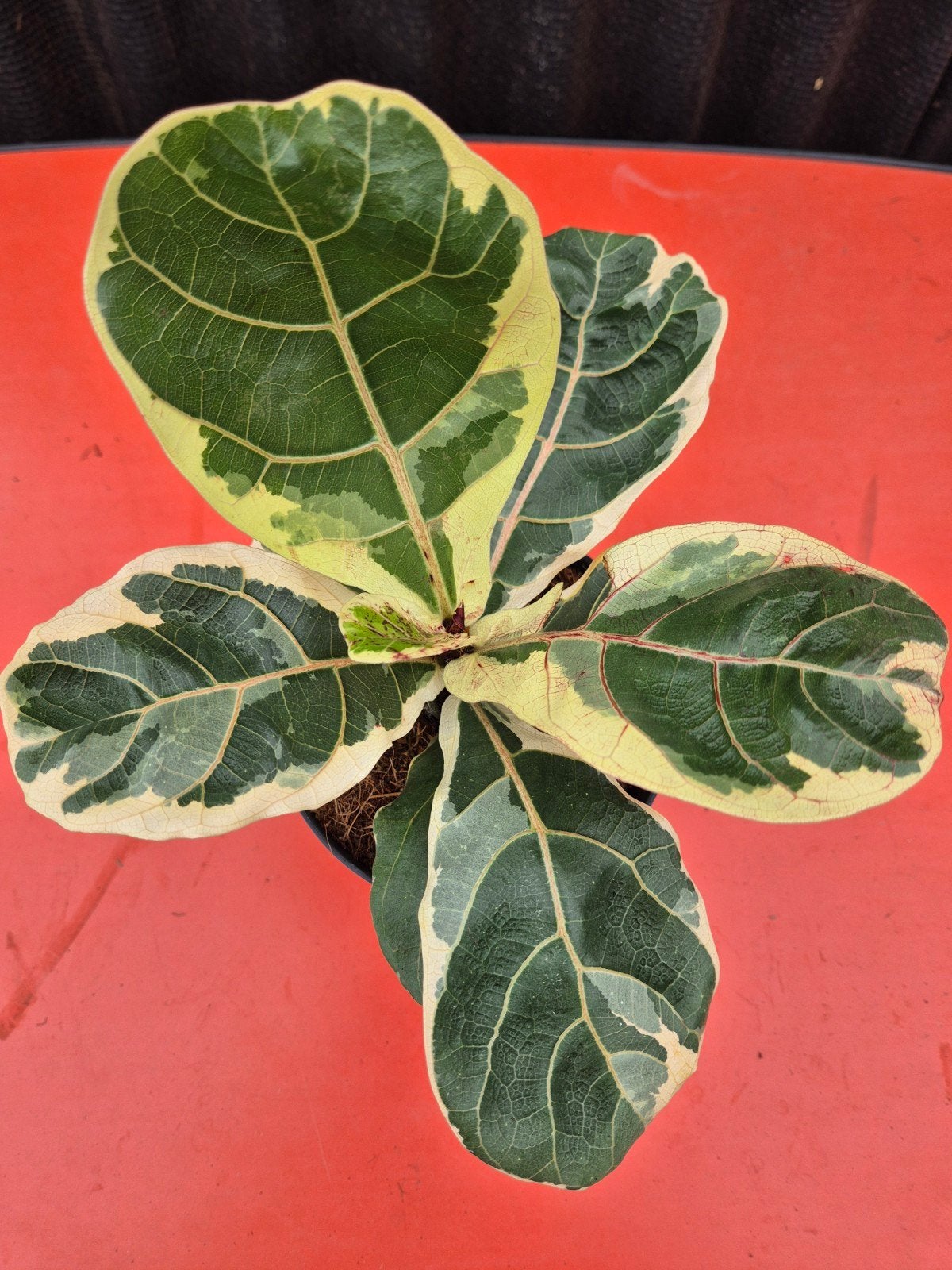 Ficus Lyrata Variegata p14 (3)