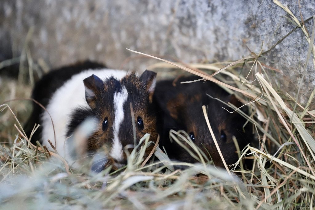 Jonge cavia's | Beertjes en zeugjes | Veel keuze, Dieren en Toebehoren, Knaagdieren, Mei, Meerdere dieren, Cavia