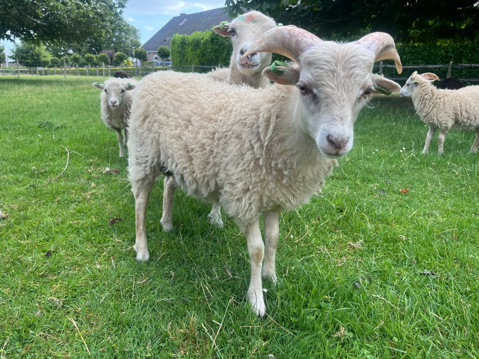 Ouessant ram-lammeren Zwoegervrij ARR/ARR (wit), Dieren en Toebehoren, Mannelijk, Schaap, 0 tot 2 jaar